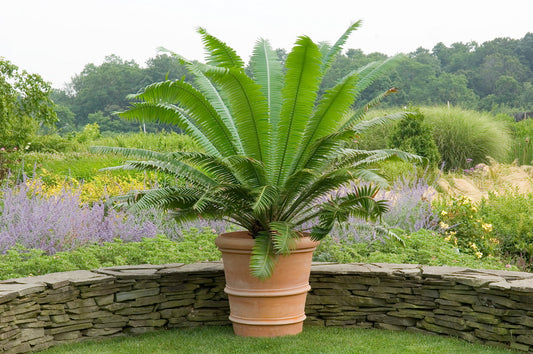 Vaso Francese Impruneta Terracotta Planter
