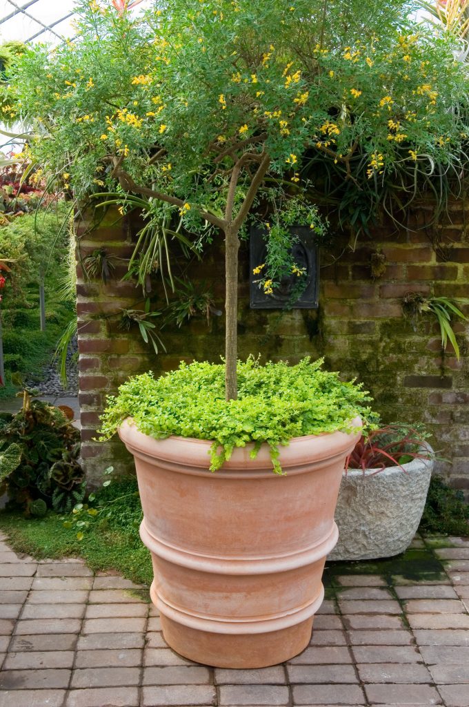 Vaso Francese Impruneta Terracotta Planter