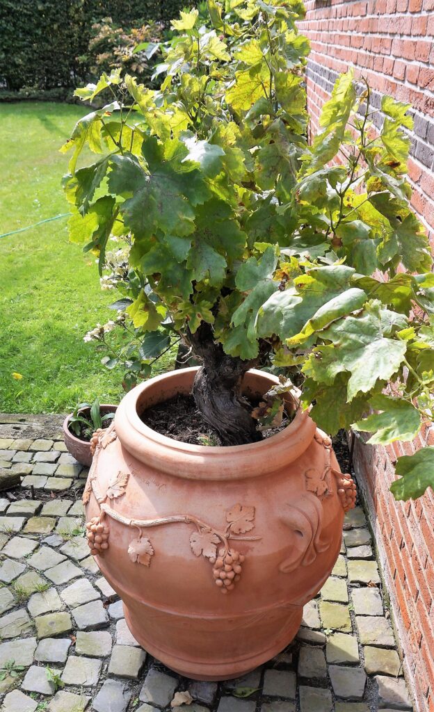 Orcio Uva Impruneta Planter