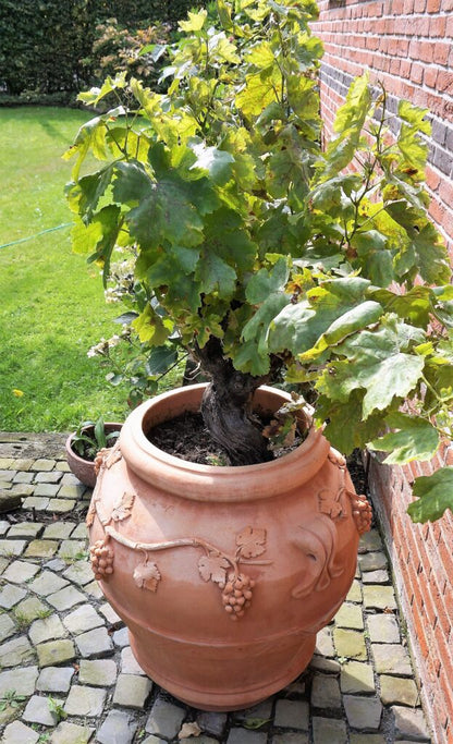 Orcio Uva Impruneta Planter